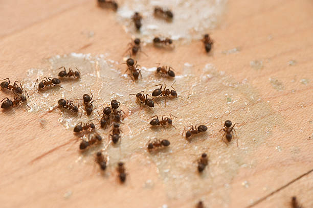 Best Pest Control Treatment  in Endwell, NY